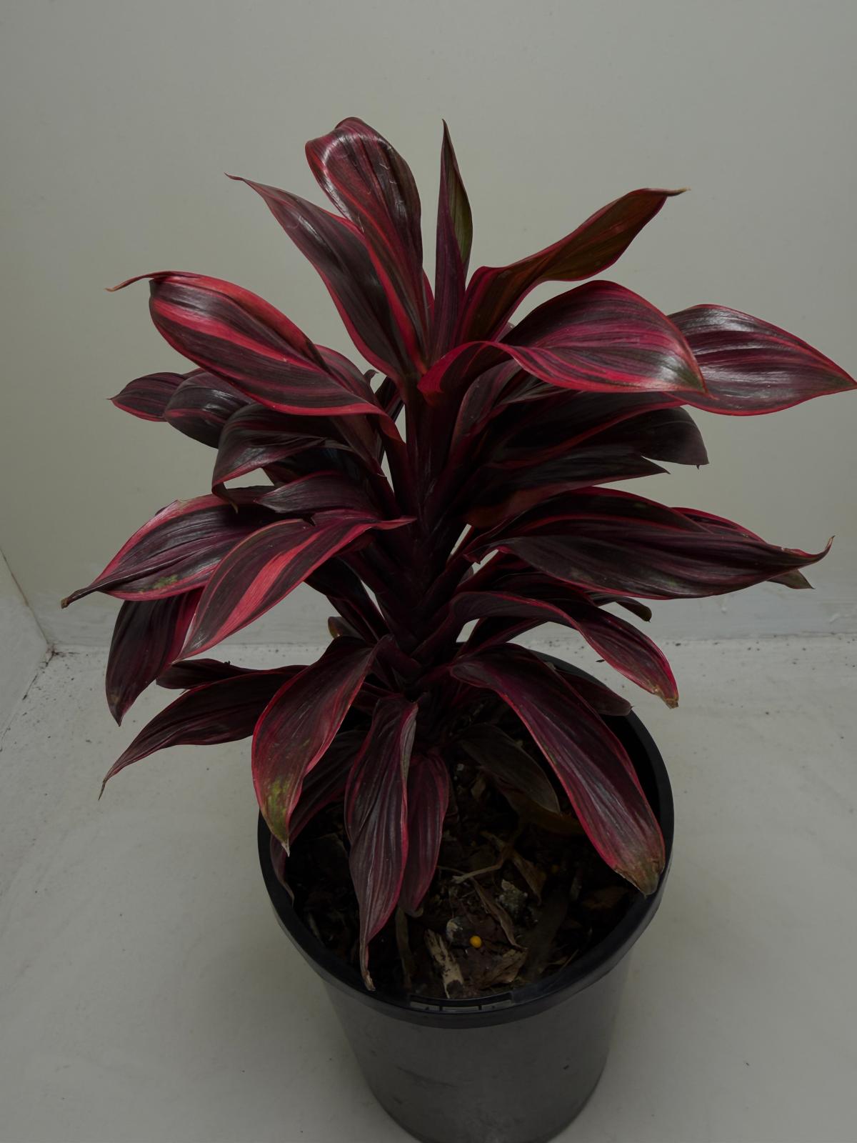 Buy Cordyline Pink Lady | Indoor & Outdoor Plant|140mm
