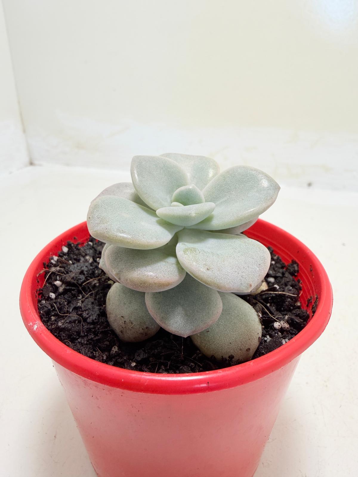 Graptoveria Margaret Rose
