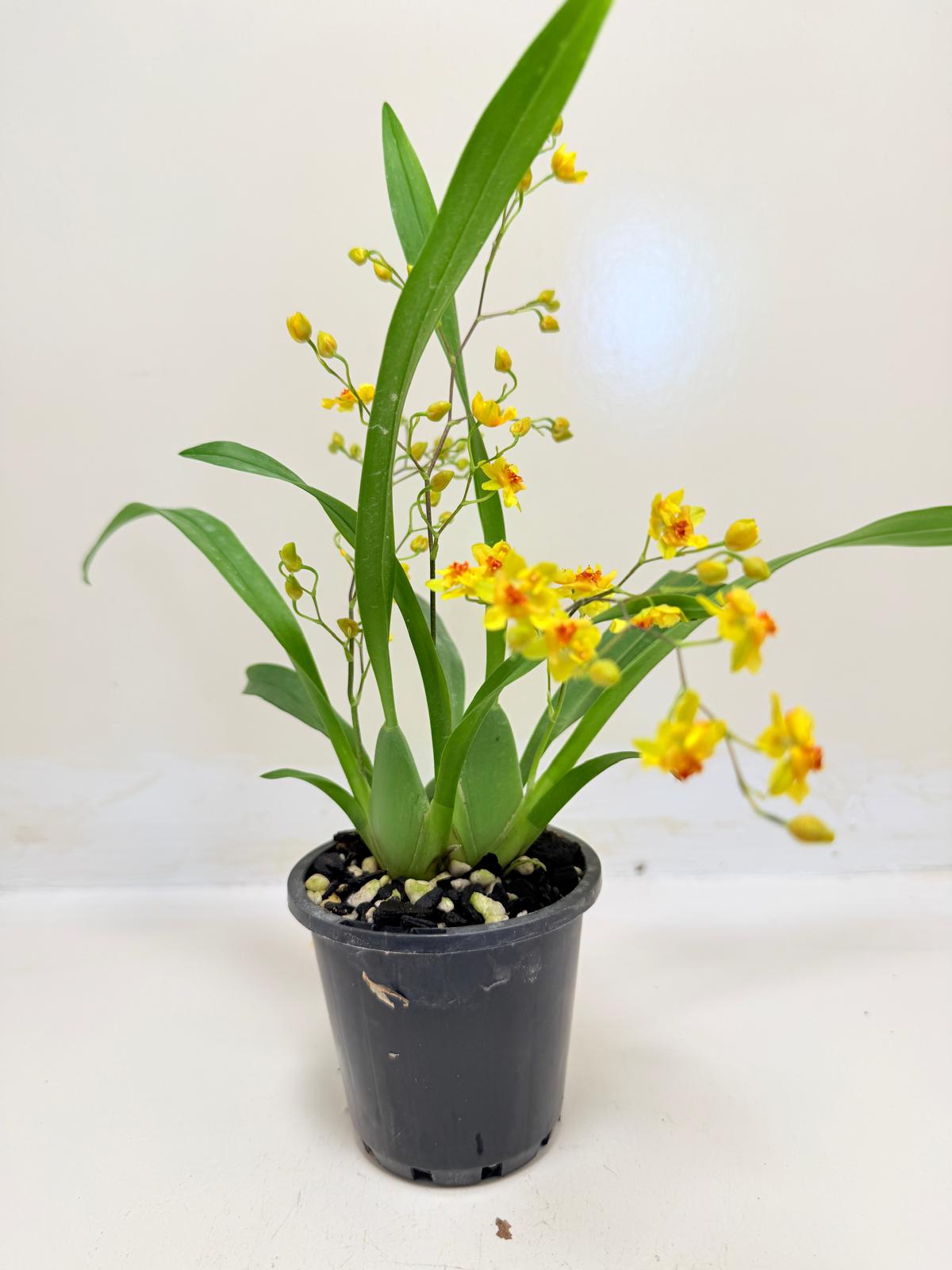 Oncidium Twinkle 'Oro' Orchid - 80mm with pot