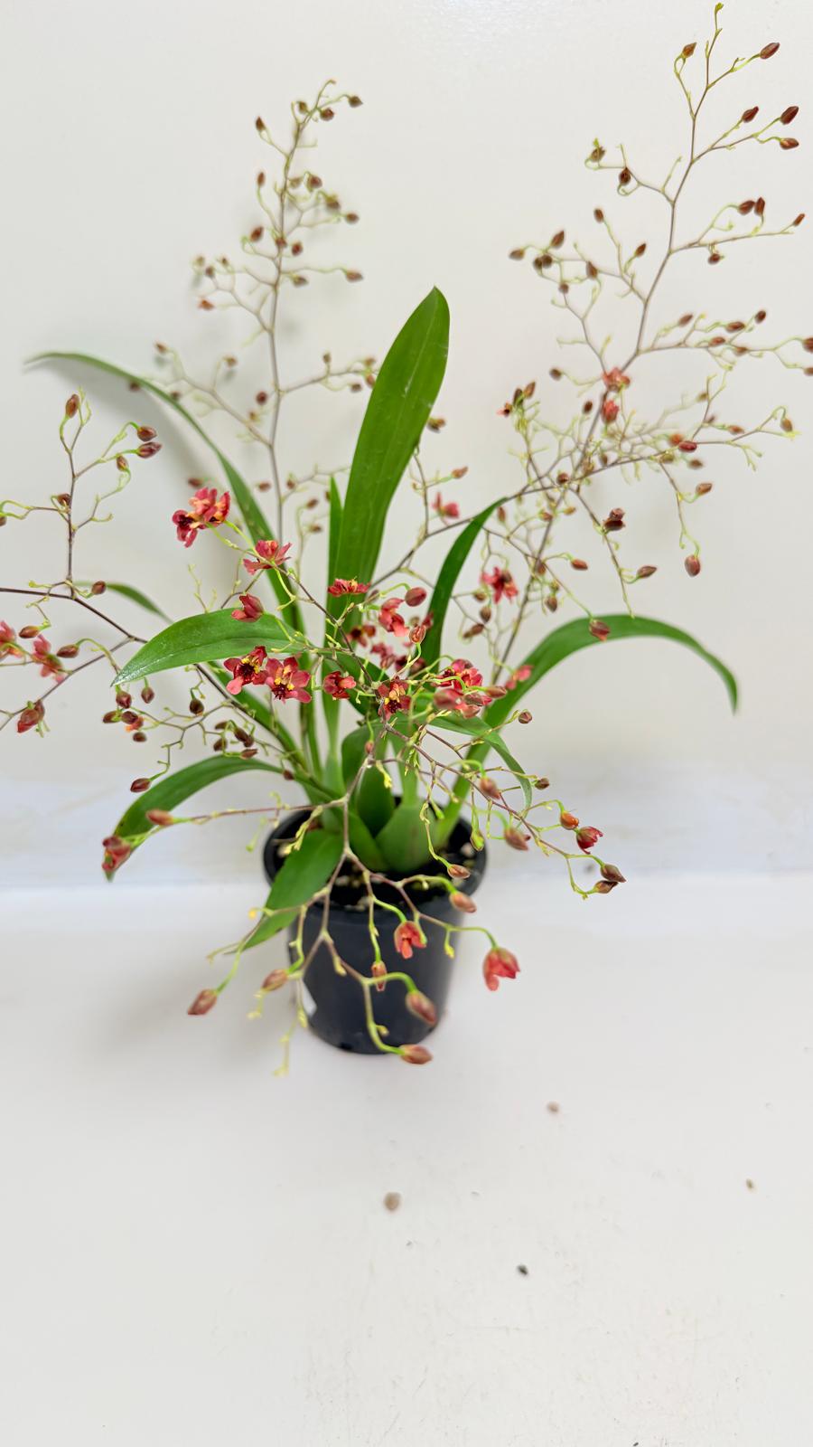 Oncidium Twinkle 'CT Red Girl' - 80mm with pot
