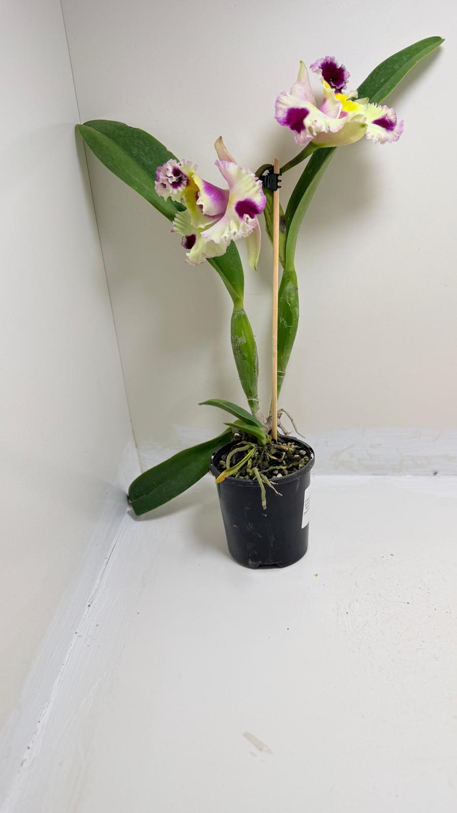 Buy Cattleya Bio Goldenzelle Egg Nong x Maris Song Mad Butterfly | Rare Orchid