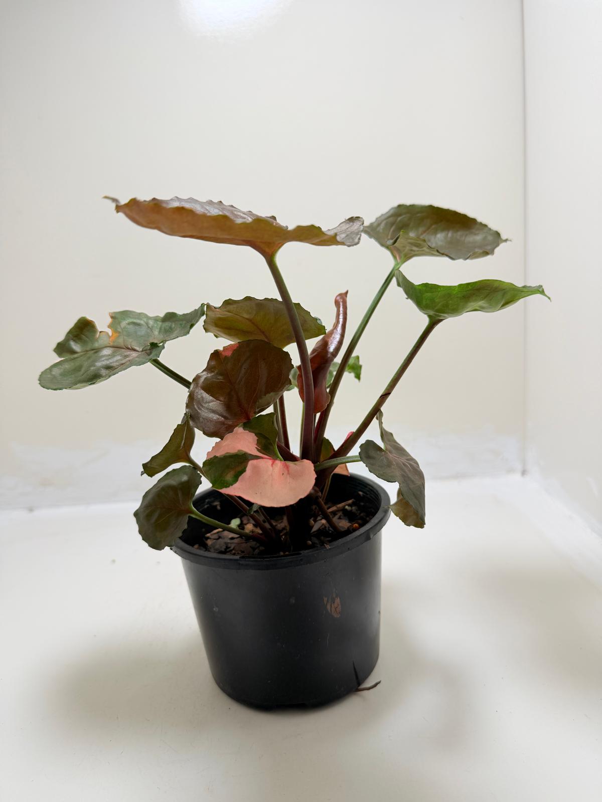 Synonym Strawberry Ice| Rare & Exotic Plant
