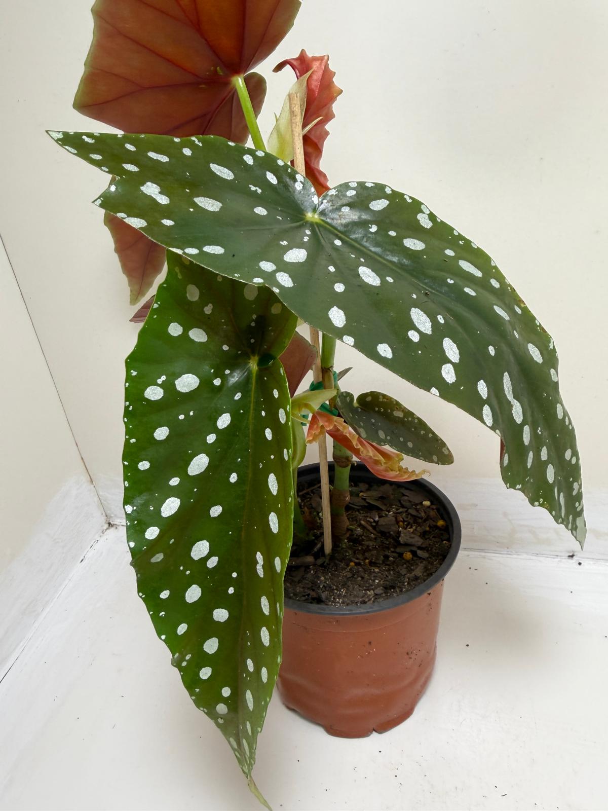 Begonia Maculata | Statement Indoor Plant