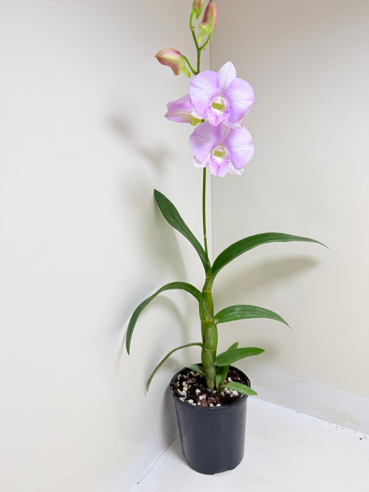Buy Dendrobium Burana Stripe | Orchid Hybrid