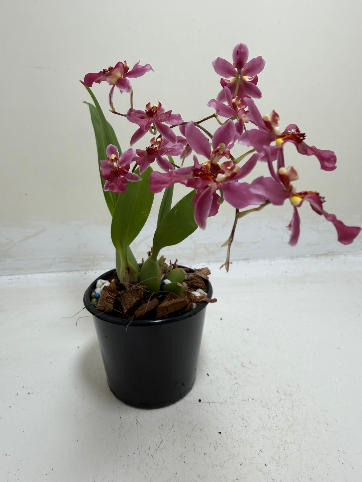 Buy Bptcdm. Possum Woolf | Orchid Plant
