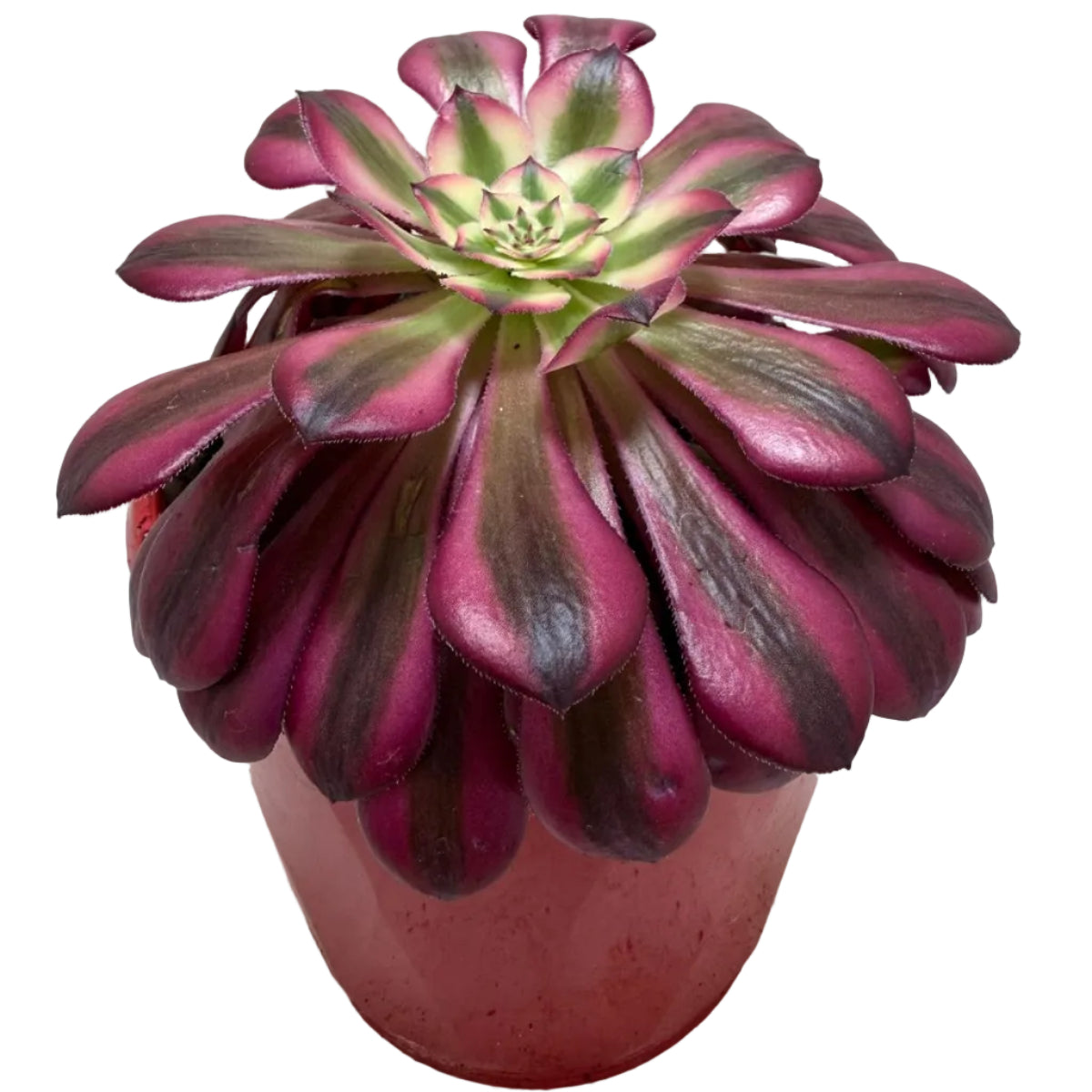Aeonium Red Sunny 130mm – Rosette Succulent Australia Succulents World