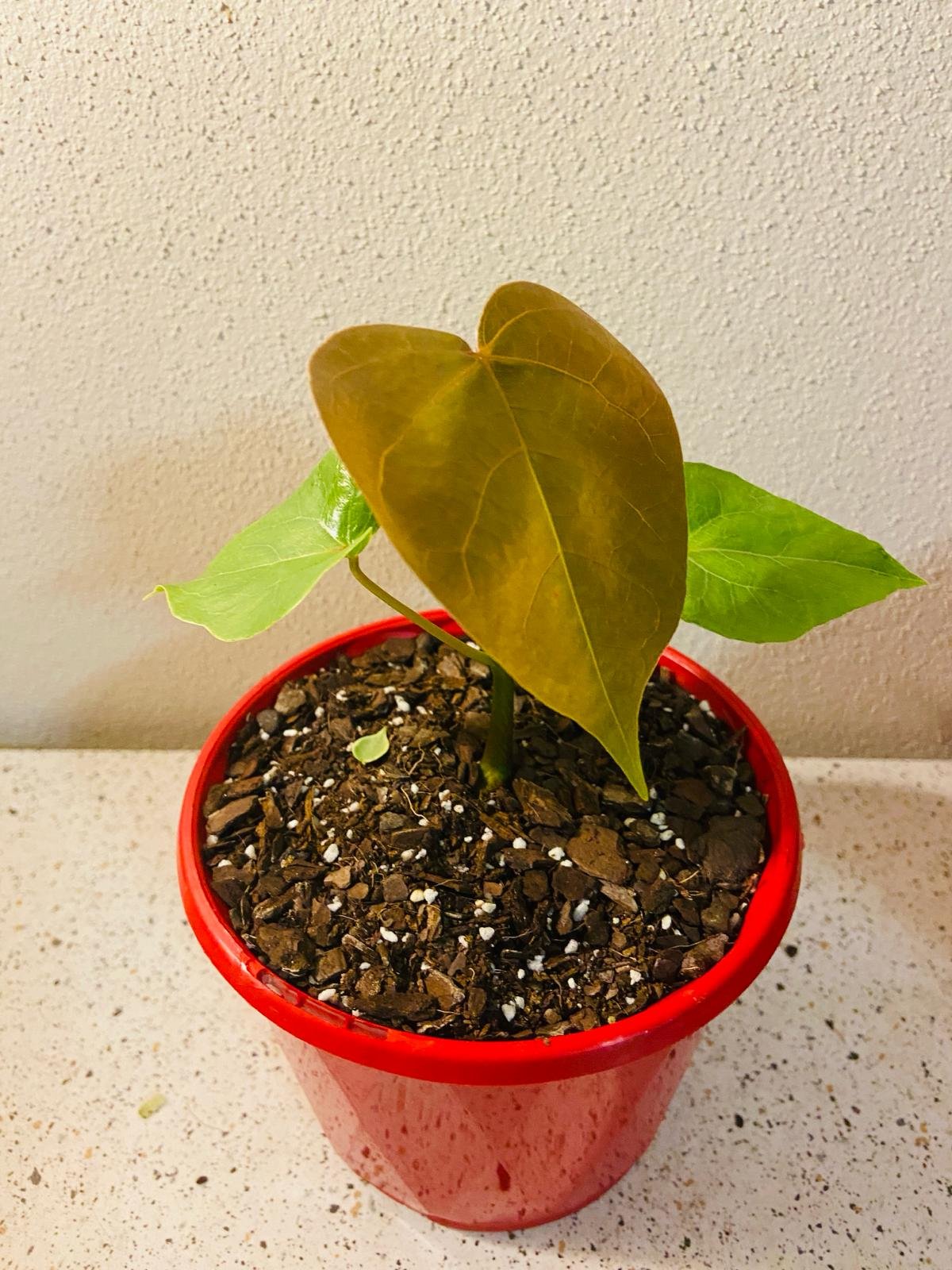 Bombax Ellipticum