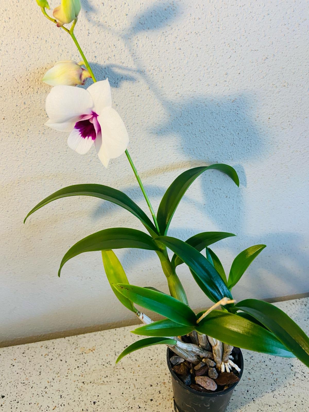 Den.(Dal's Guy X Kuranda Classic) X Den.Kuranda Classic 100mm