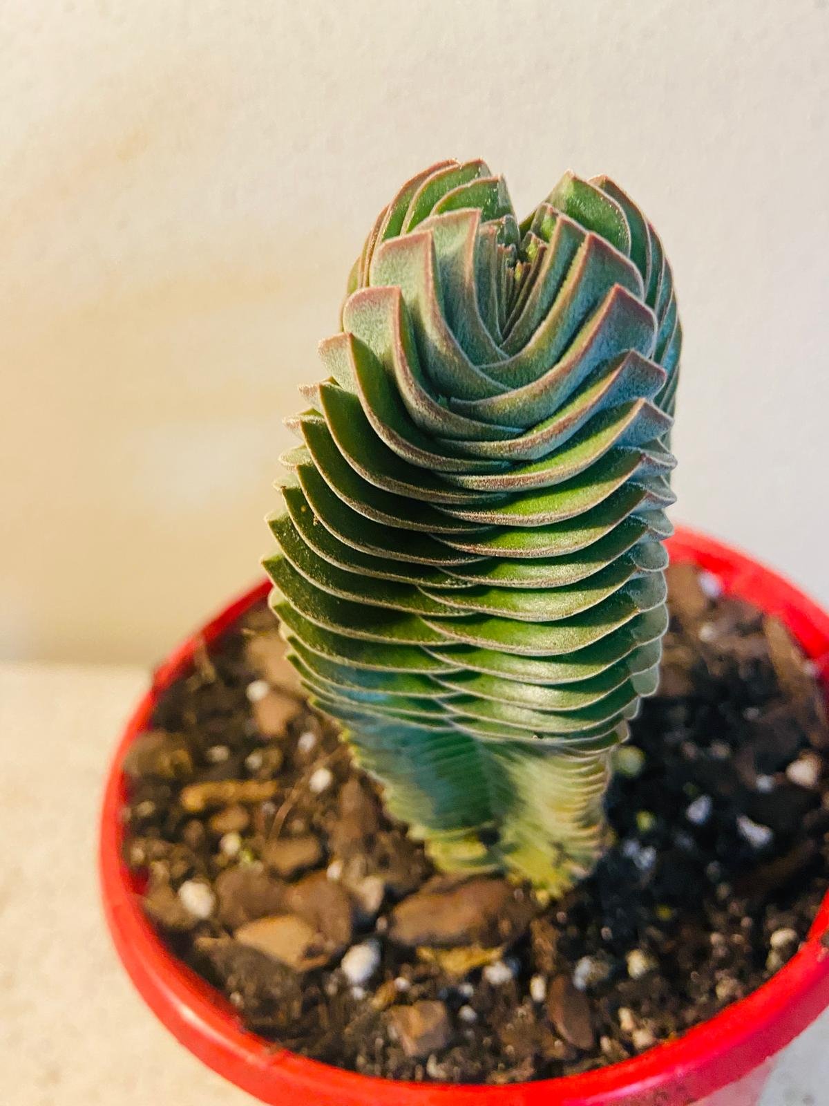 Crassula Buddha's Temple