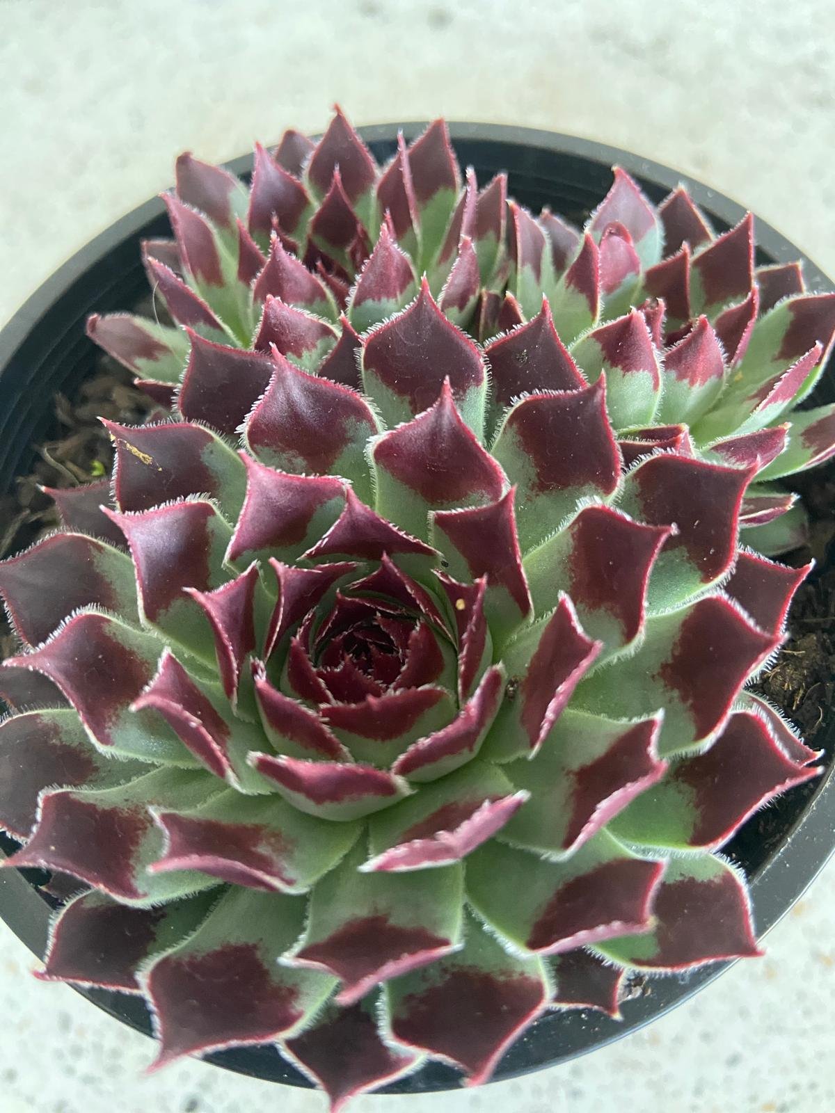 Sempervivum Calcareum 'Sir William Lawrence'