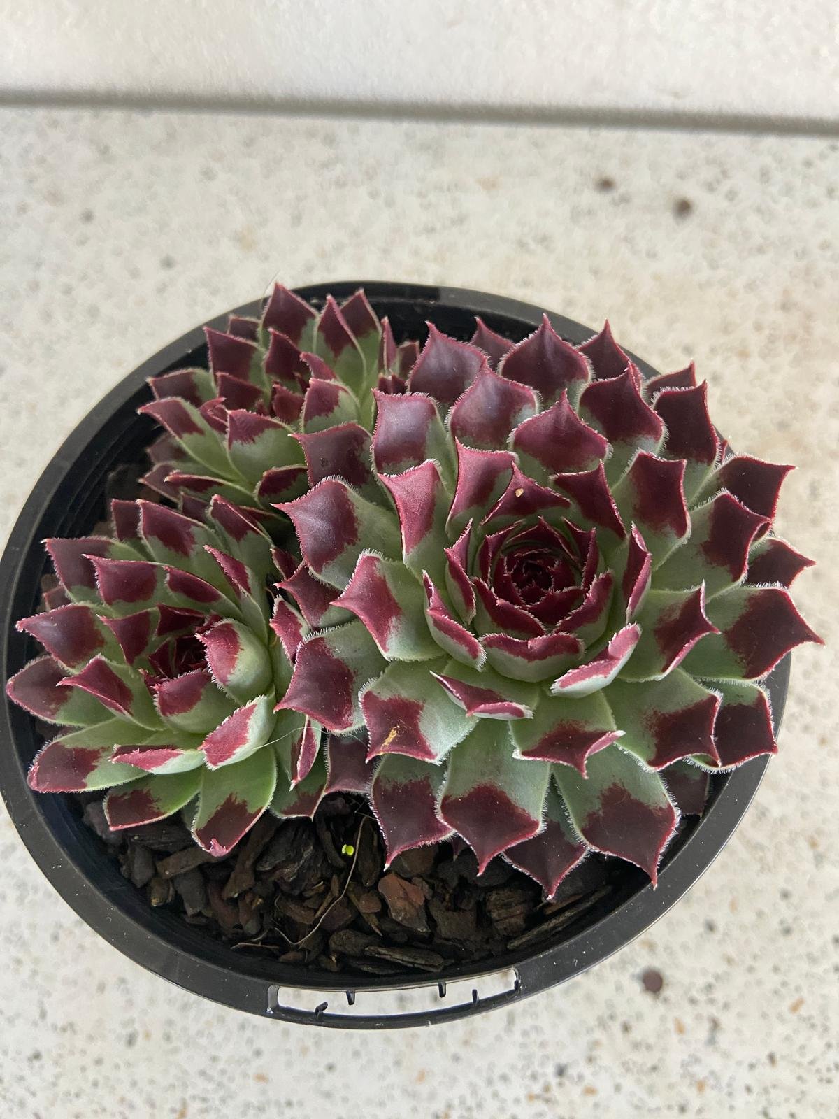 Sempervivum Calcareum 'Sir William Lawrence'
