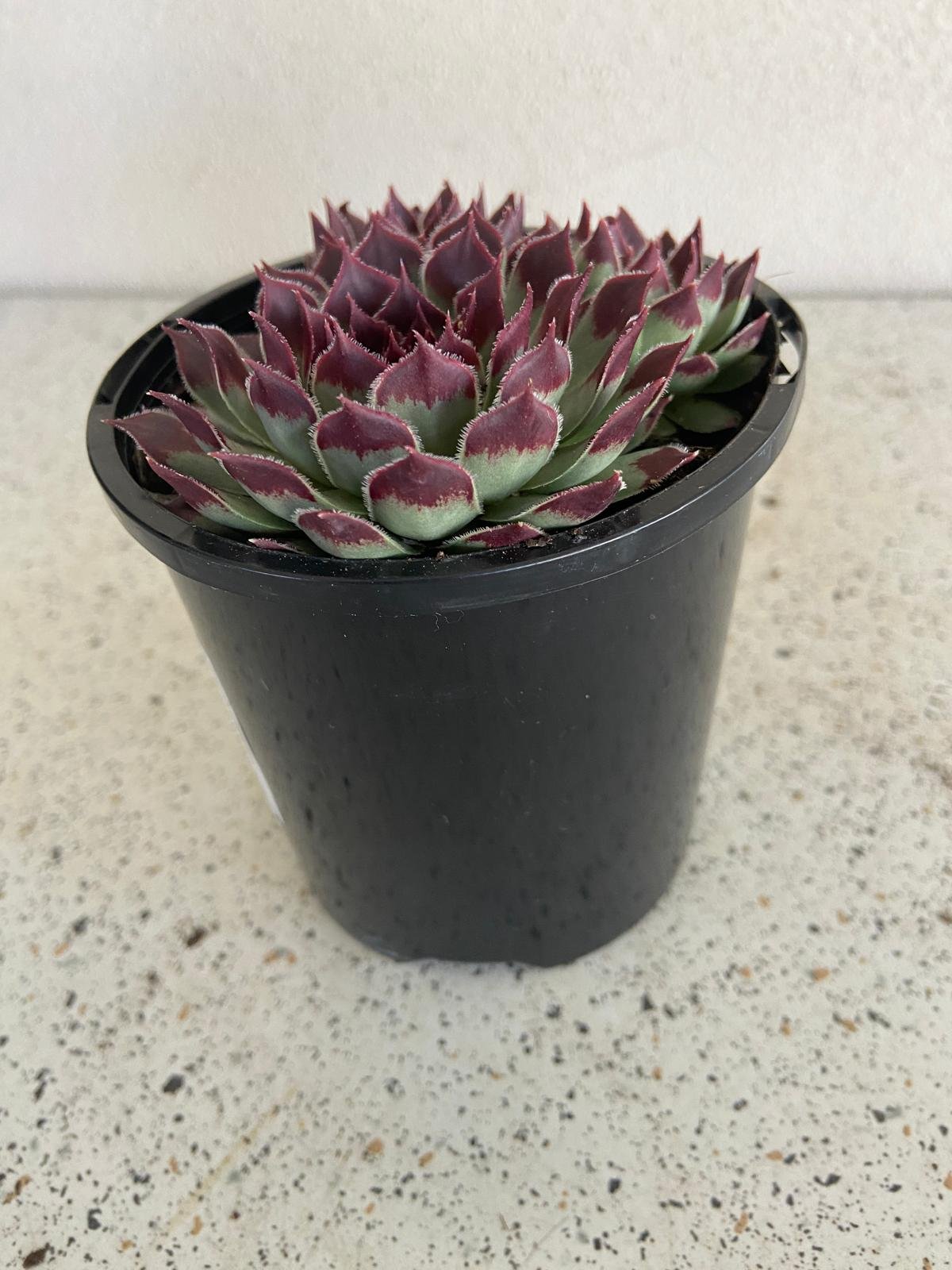 Sempervivum Calcareum 'Sir William Lawrence'