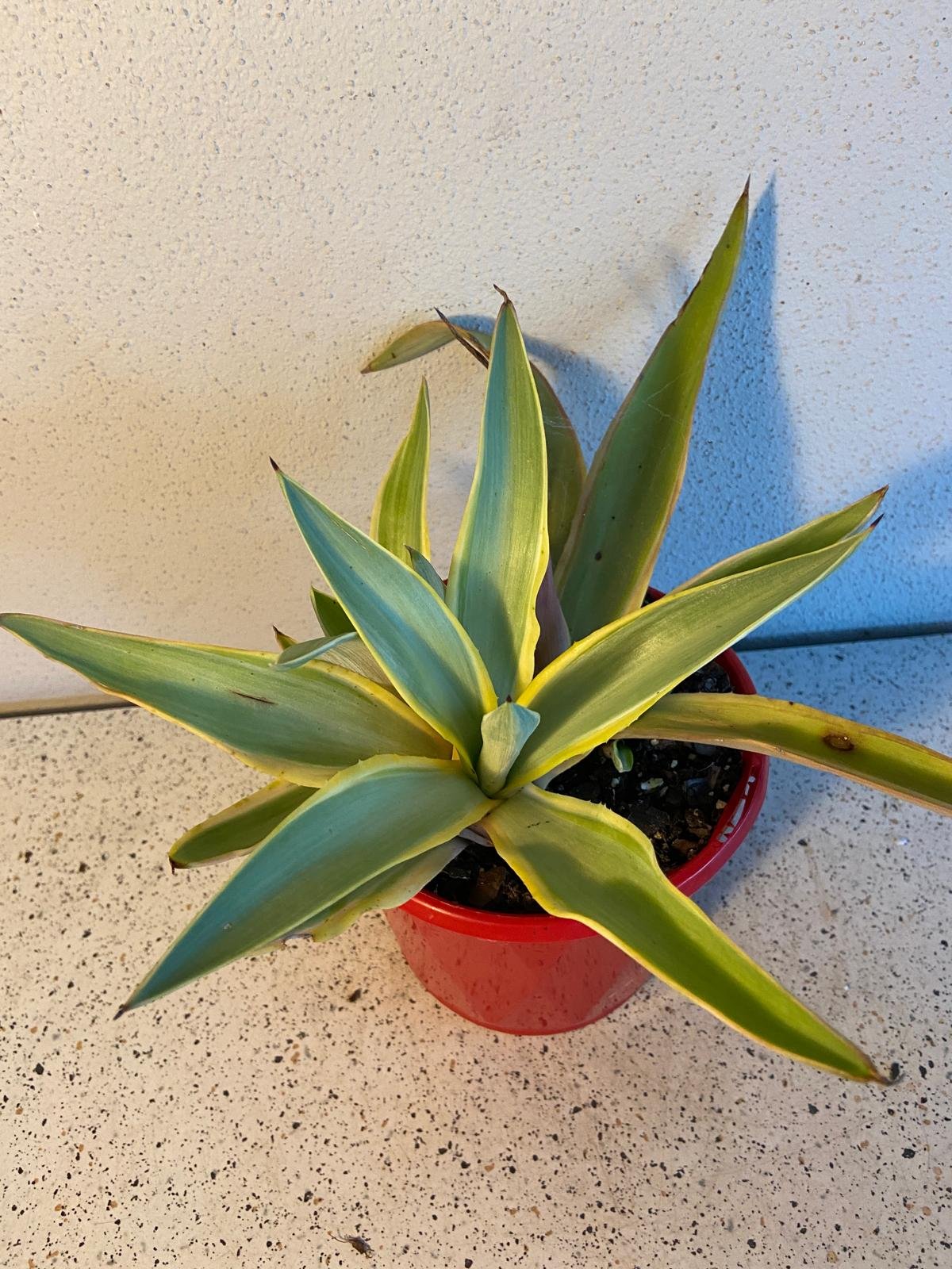 Agave Galactic Traveller