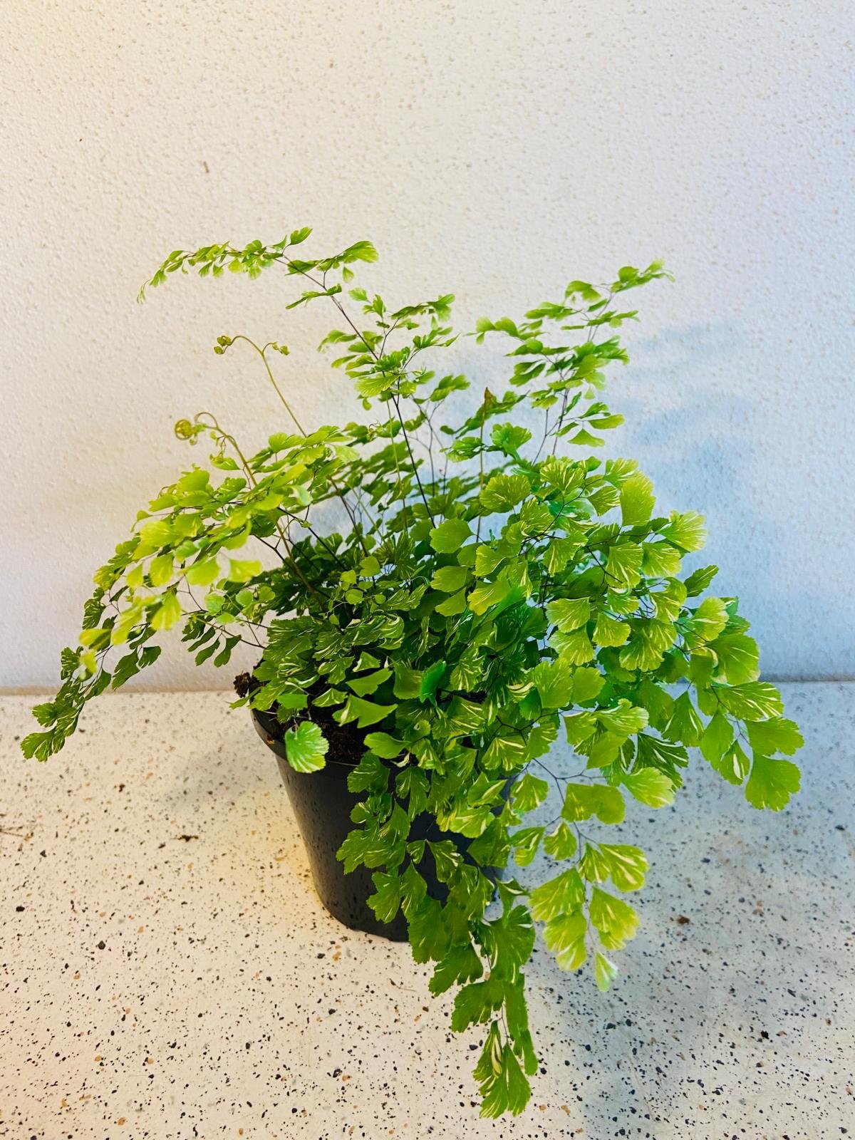Variegated Maidenhair Fern