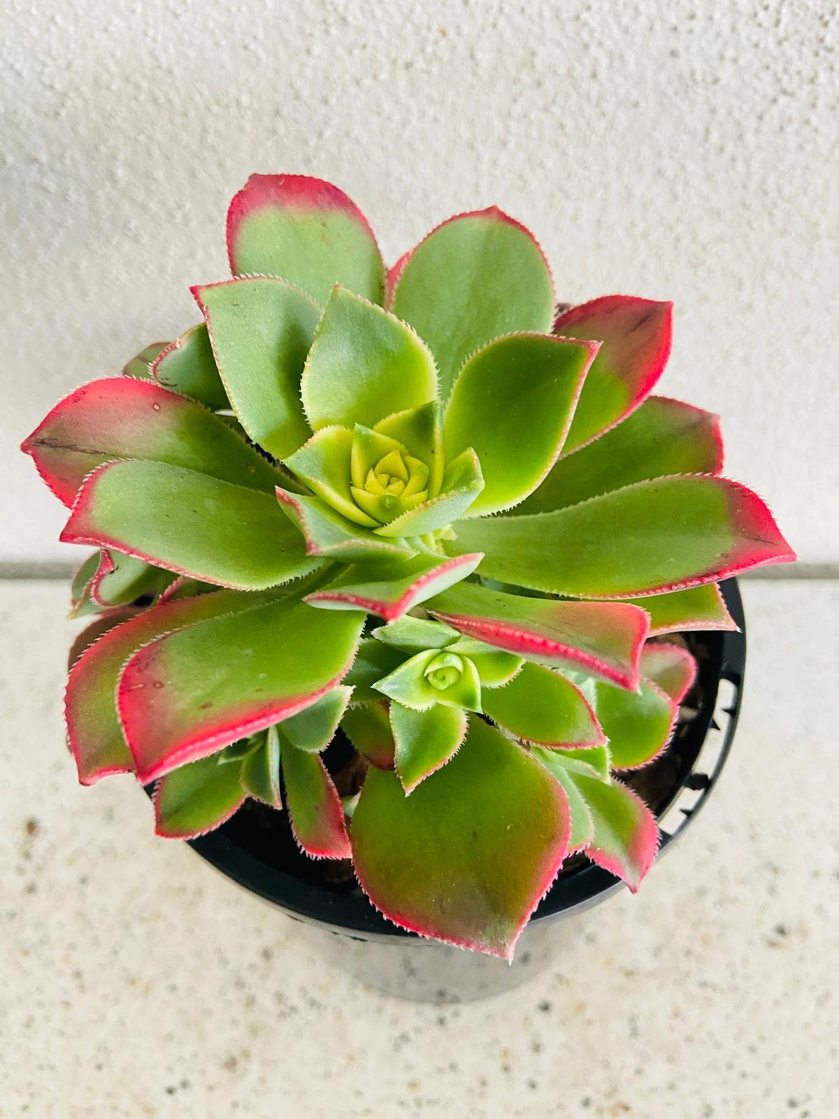 Aeonium ‘Kiwi’ – Colourful Tricolour Rosette | Vibrant, Easy-Care Succulent