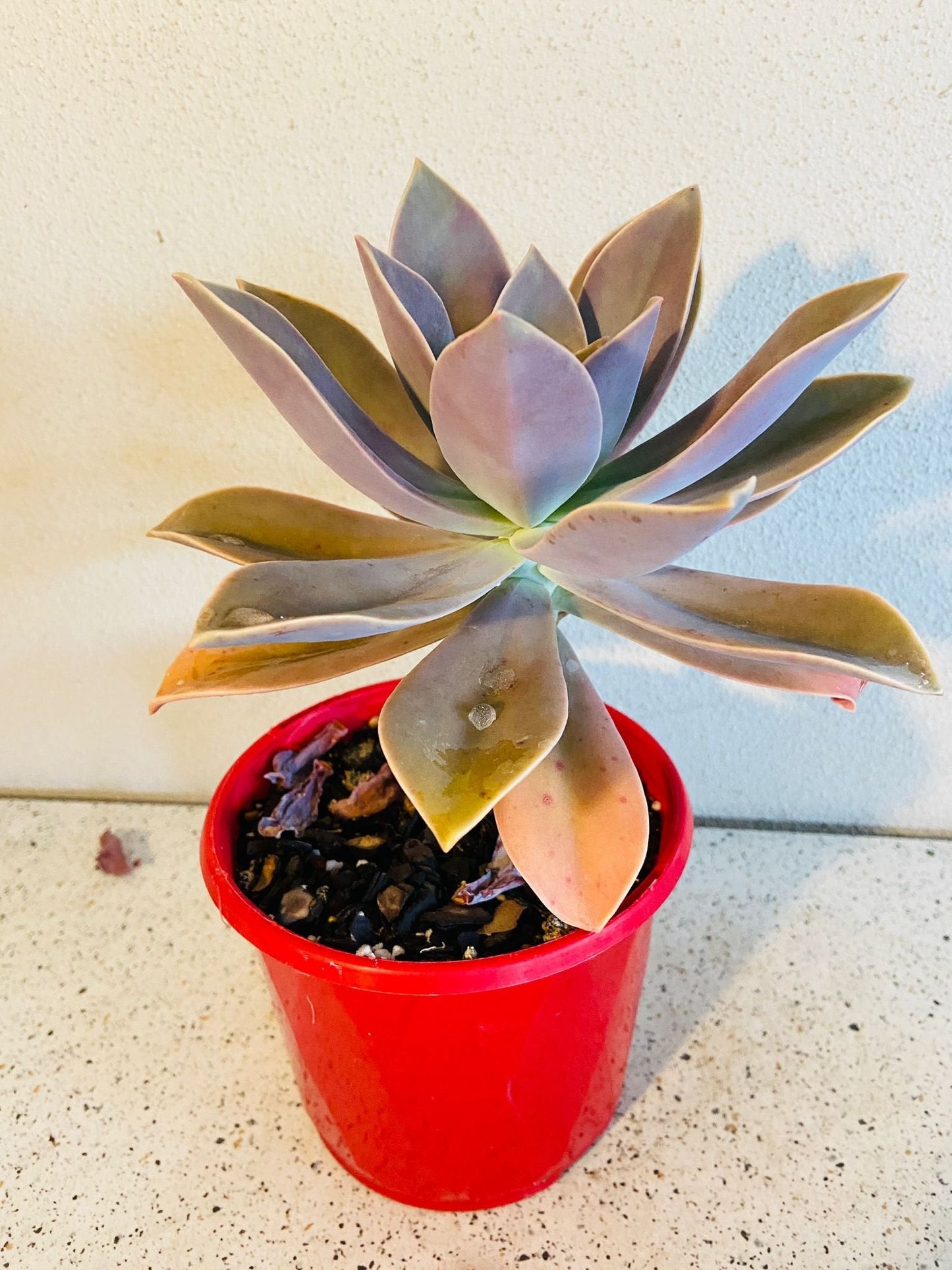 Graptoveria Fred Ives 130mm