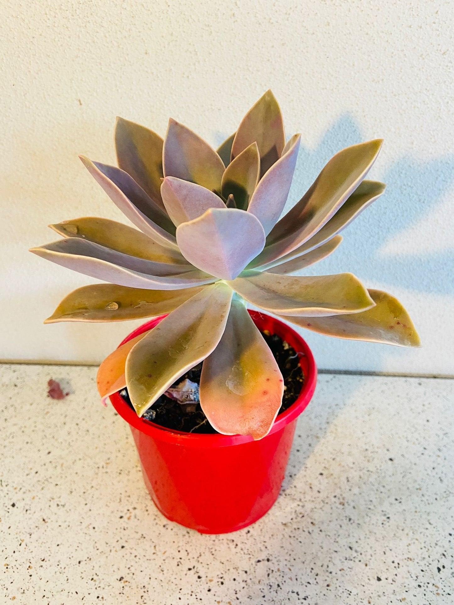 Graptoveria Fred Ives 130mm