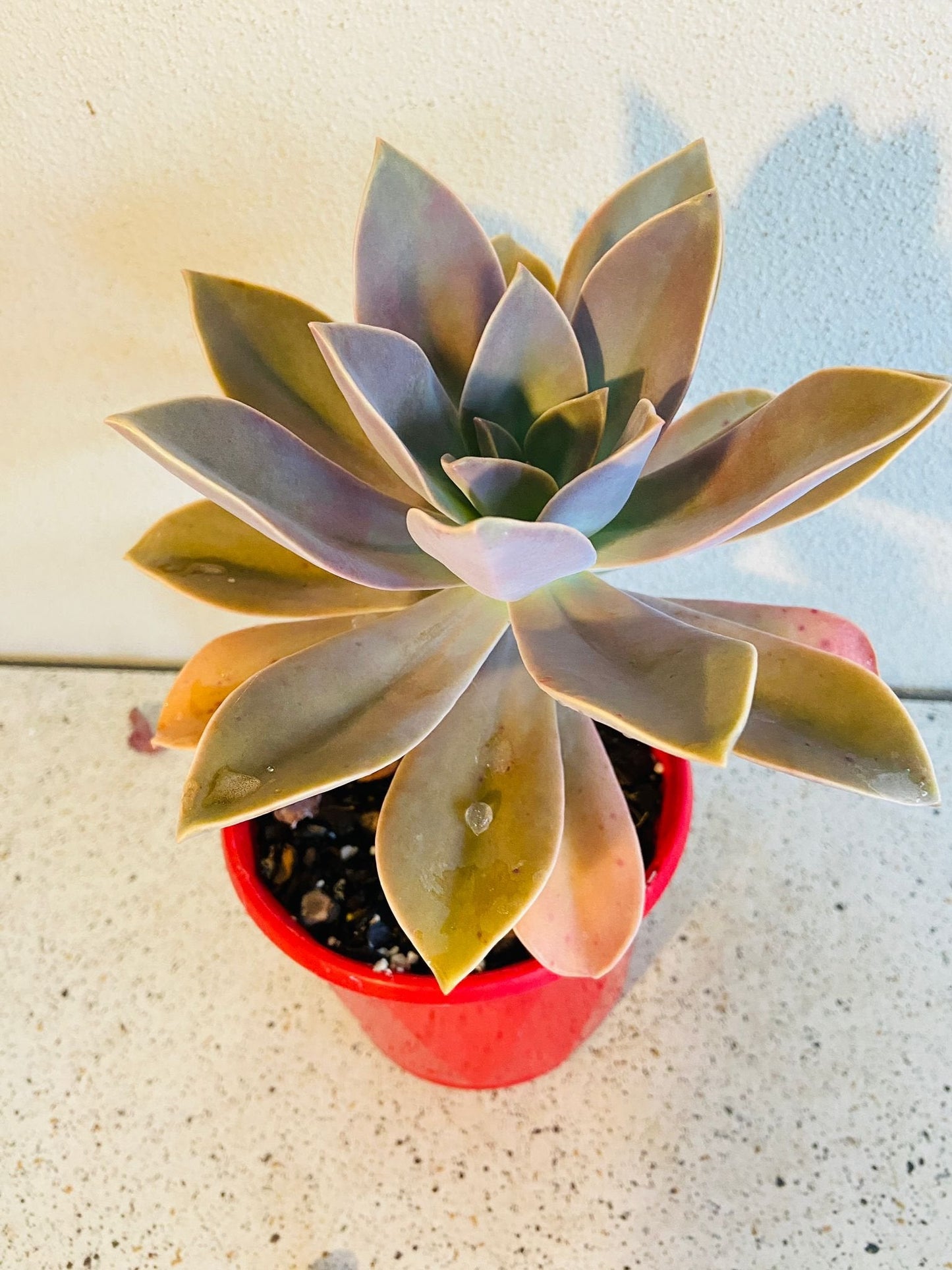 Graptoveria Fred Ives 130mm