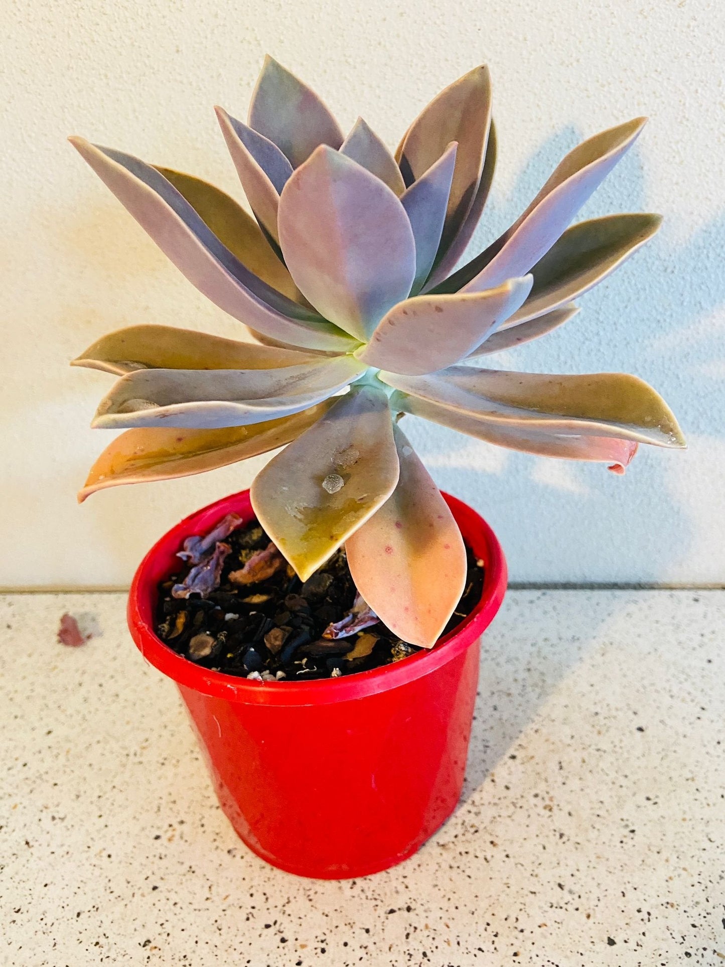 Graptoveria Fred Ives 130mm