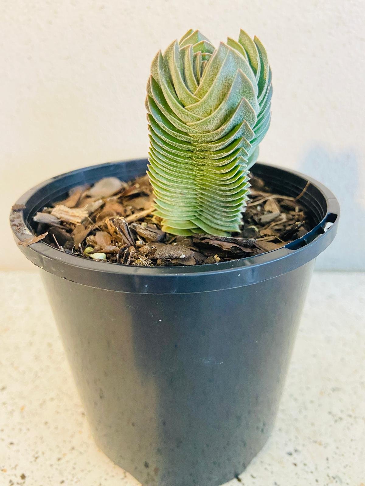 Crassula Buddha's Temple