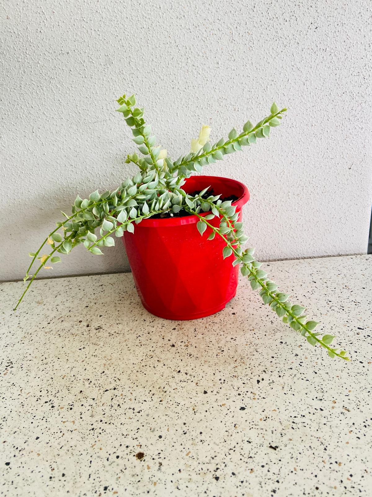Dischidia Ruscifolia Variegata - Variegated Million Hearts - Cutting