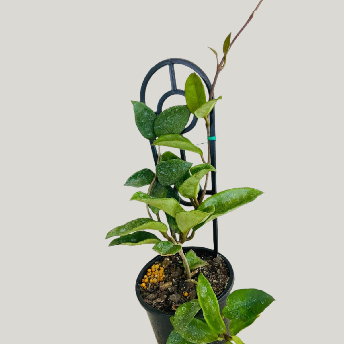 are hoya plants succulents Hoya Carnosa Pink 130mm – Succulents World
