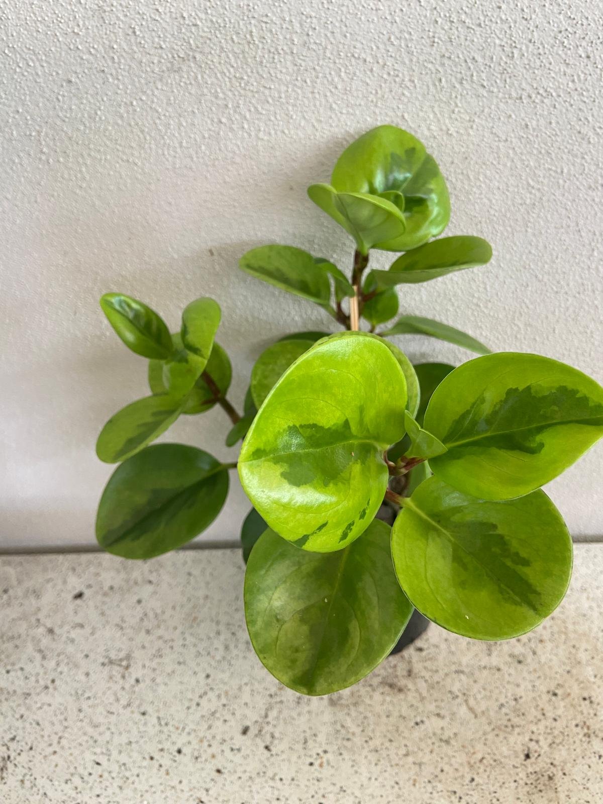Peperomia Obtusifolia Lemon Lime 130mm