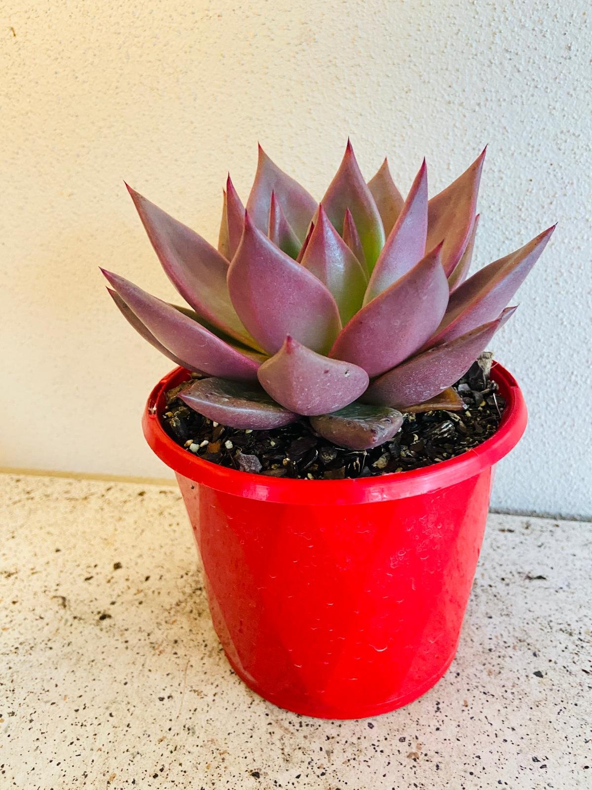 Echeveria Romeo Hybrid 130mm