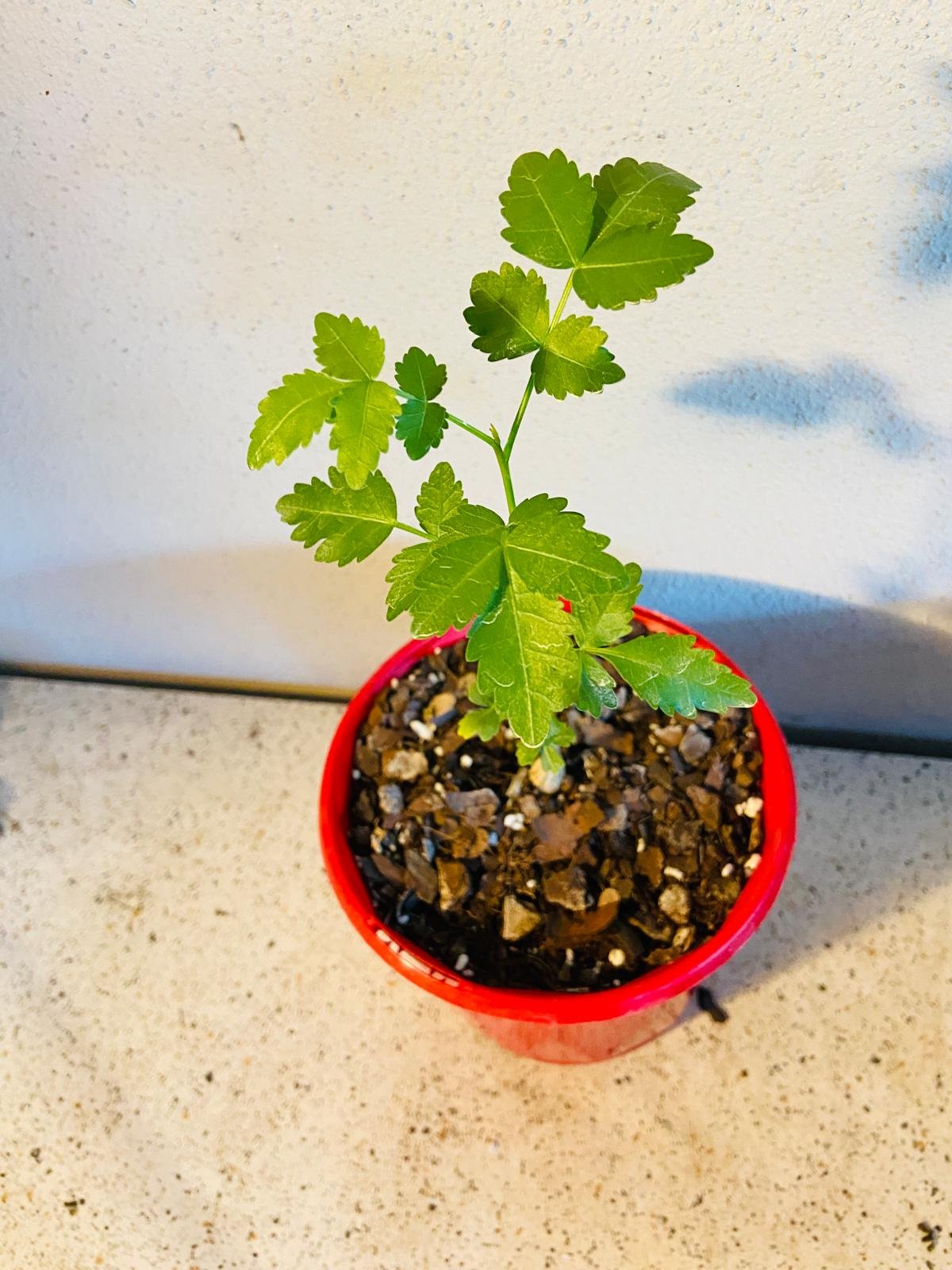 Bursera Fagaroides