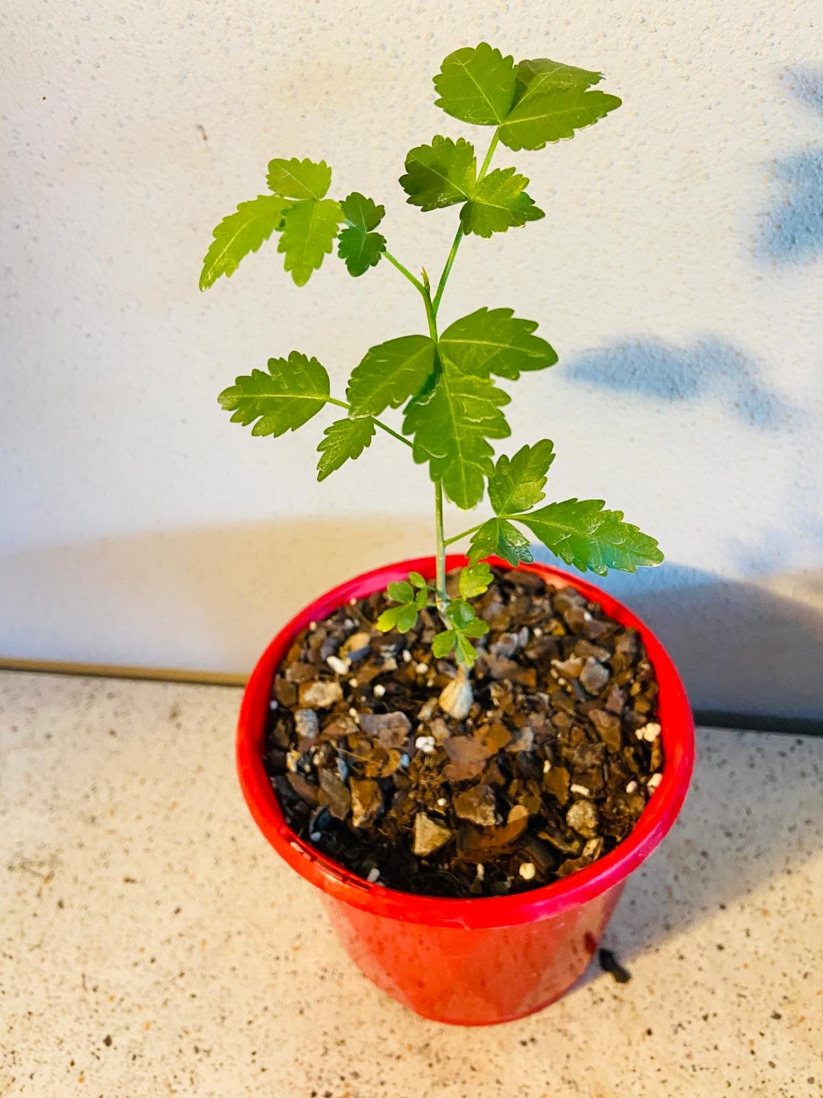 Bursera Fagaroides 130mm