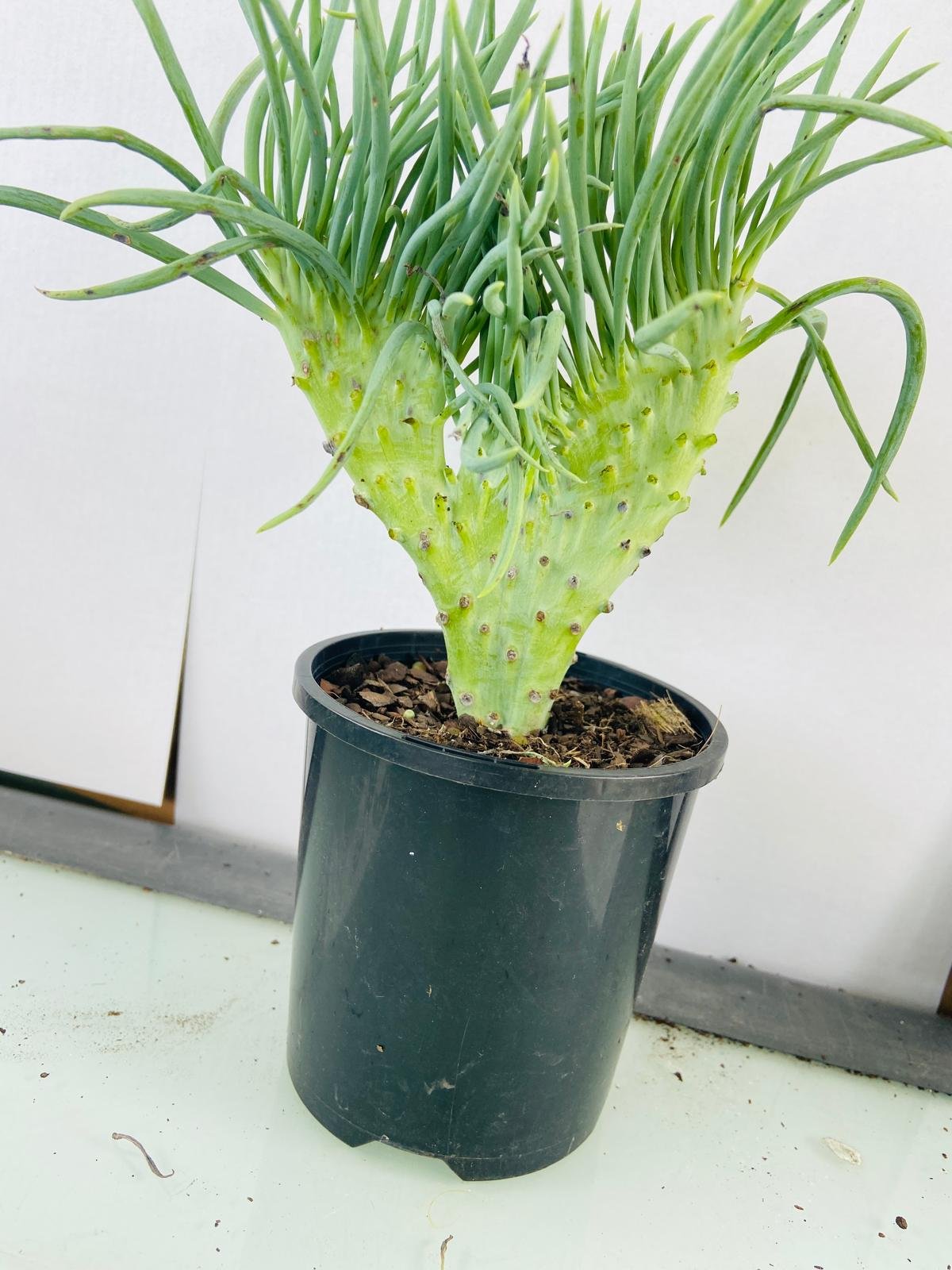 Mermaid Tail : Crested Senecio Talinoides - Narrow Leaf Chalk Stick #604