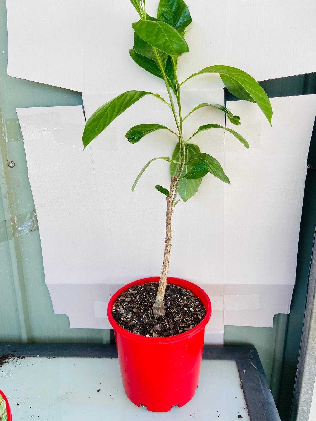 Baobab Adasonia Digitata (Baobab) #65