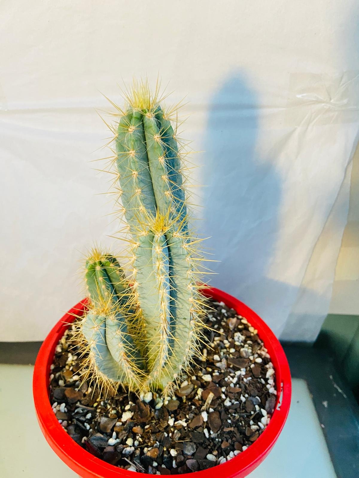 Cacti - Pilocereus #96