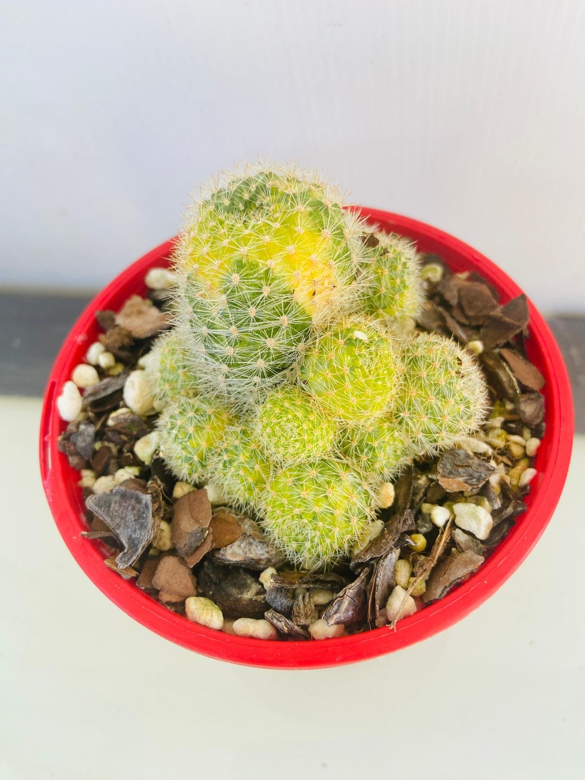Cacti - Rebutia variegated #61