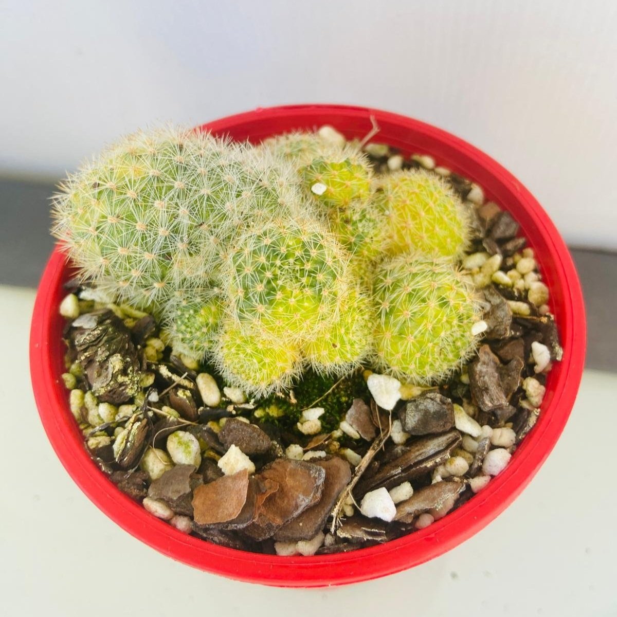 Cacti - Rebutia variegated #63