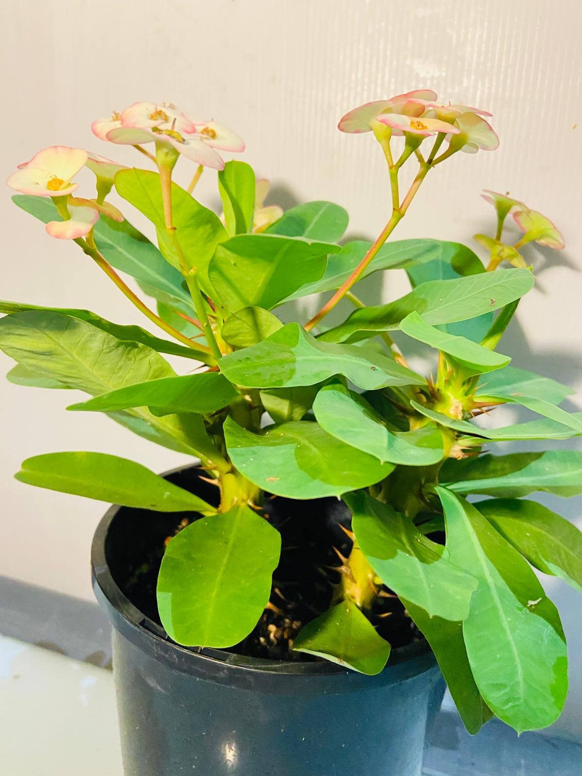 Euphorbia milli 2 in one #43