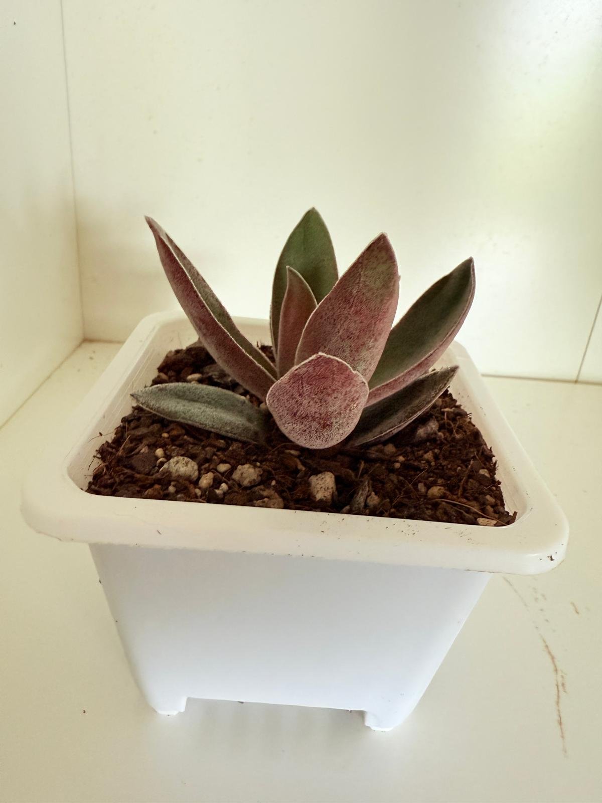 Crassula Garnet Lotus REF:6