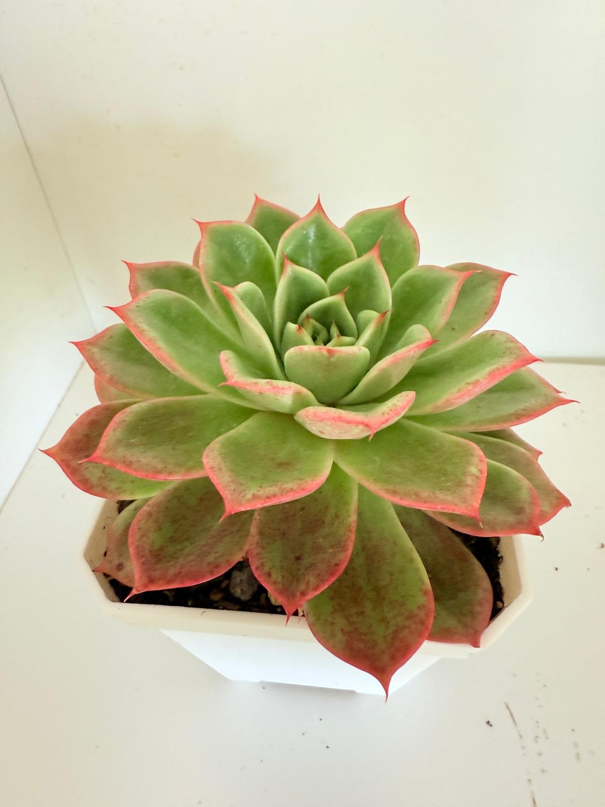 Echeveria Starboss #57