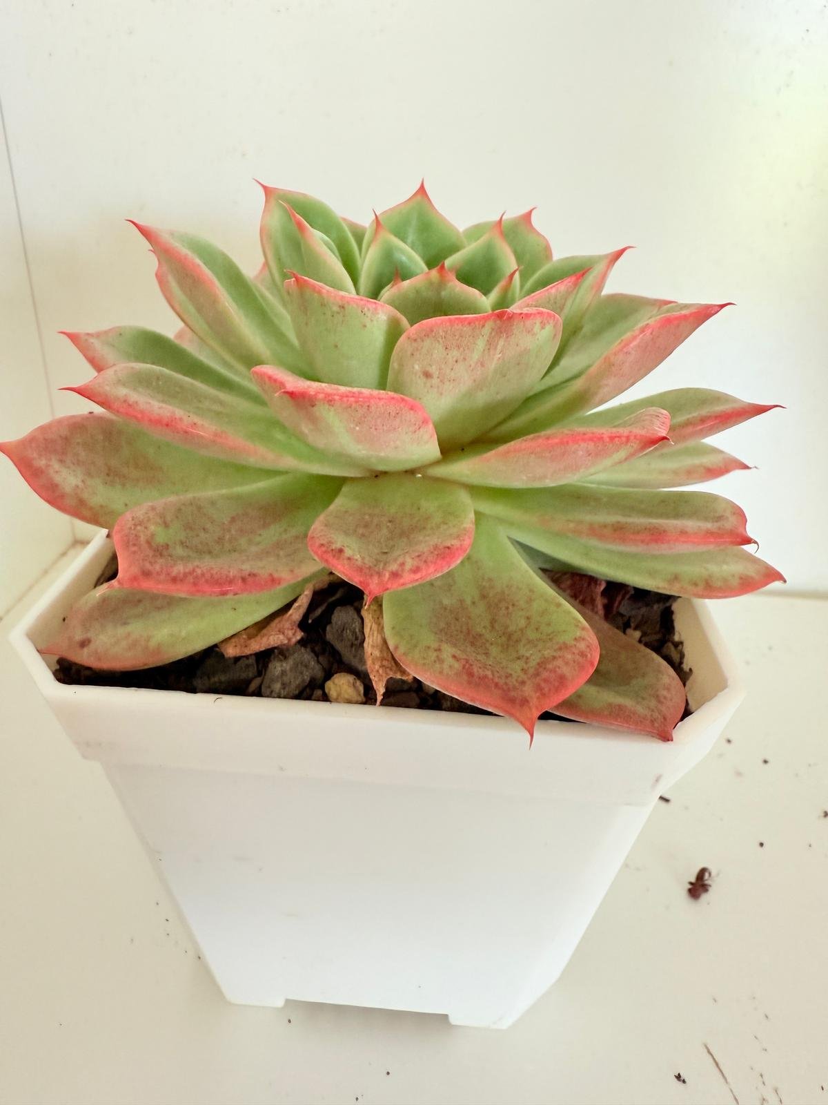 Echeveria Starboss #57