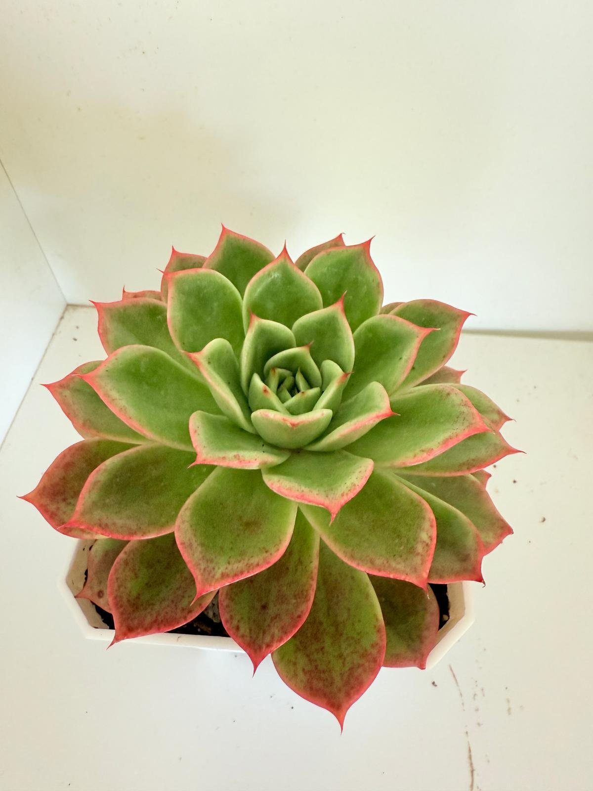 Echeveria Starboss #57