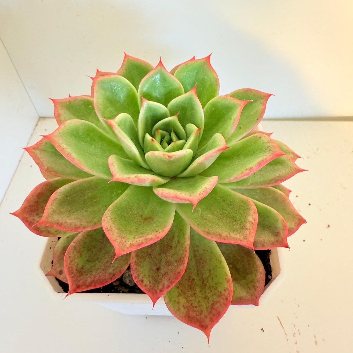 Echeveria Starboss #57