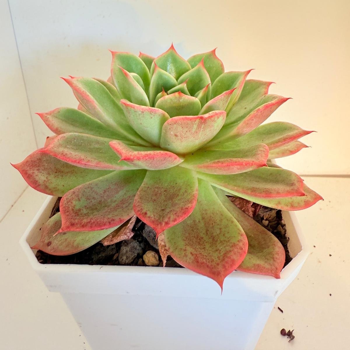 Echeveria Starboss #57