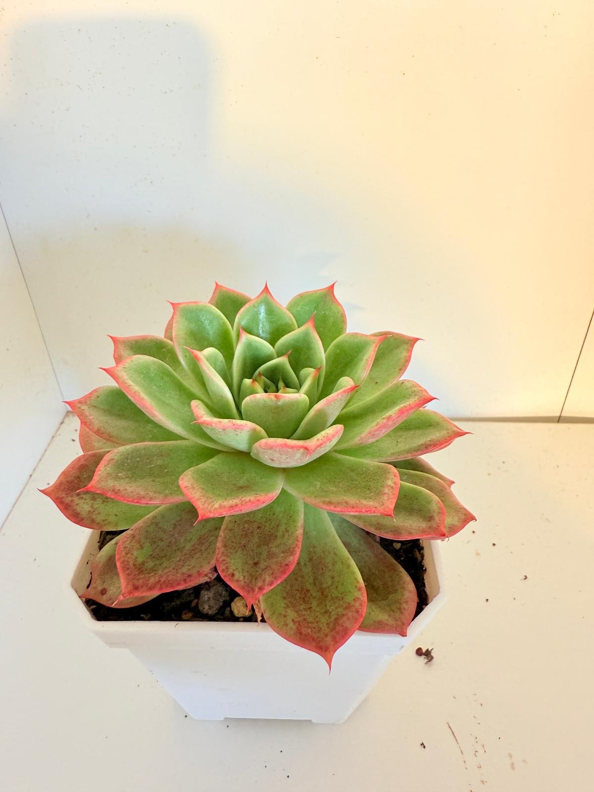 Echeveria Starboss #57