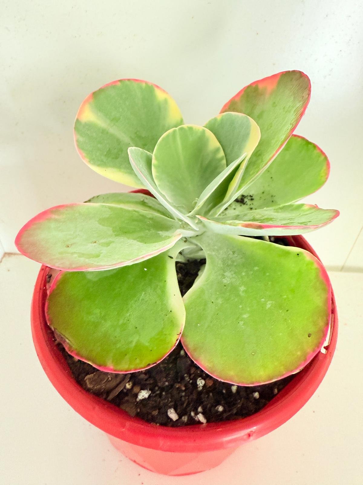 Kalanchoe Flapjack variegated