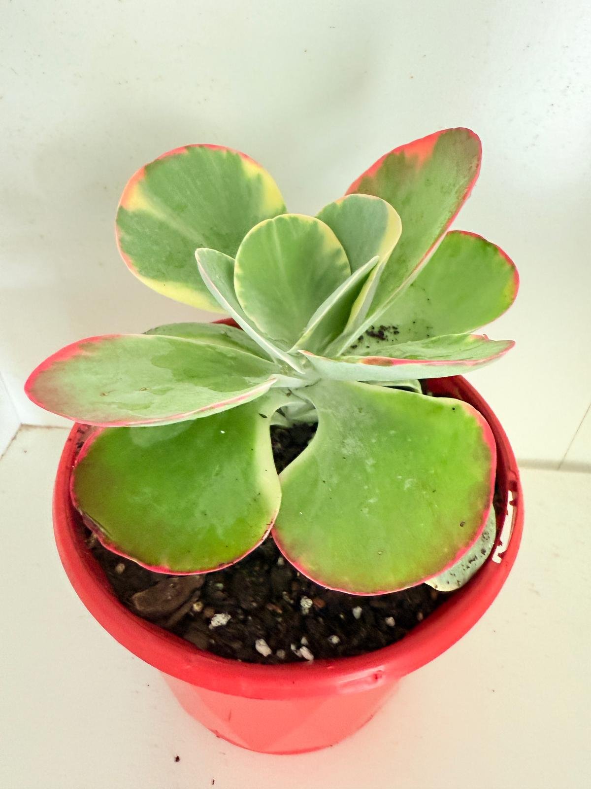 Kalanchoe Flapjack variegated