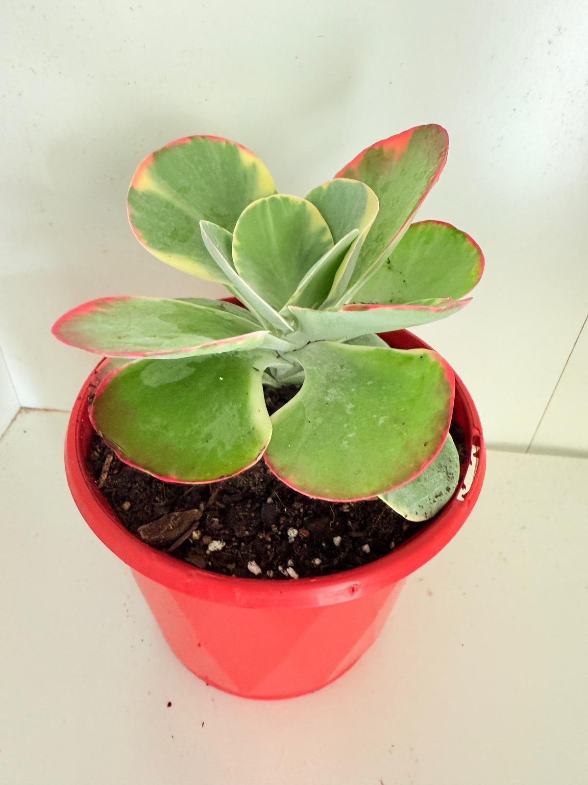 Kalanchoe Flapjack variegated