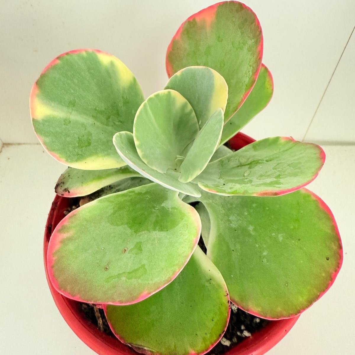 Kalanchoe Flapjack variegated