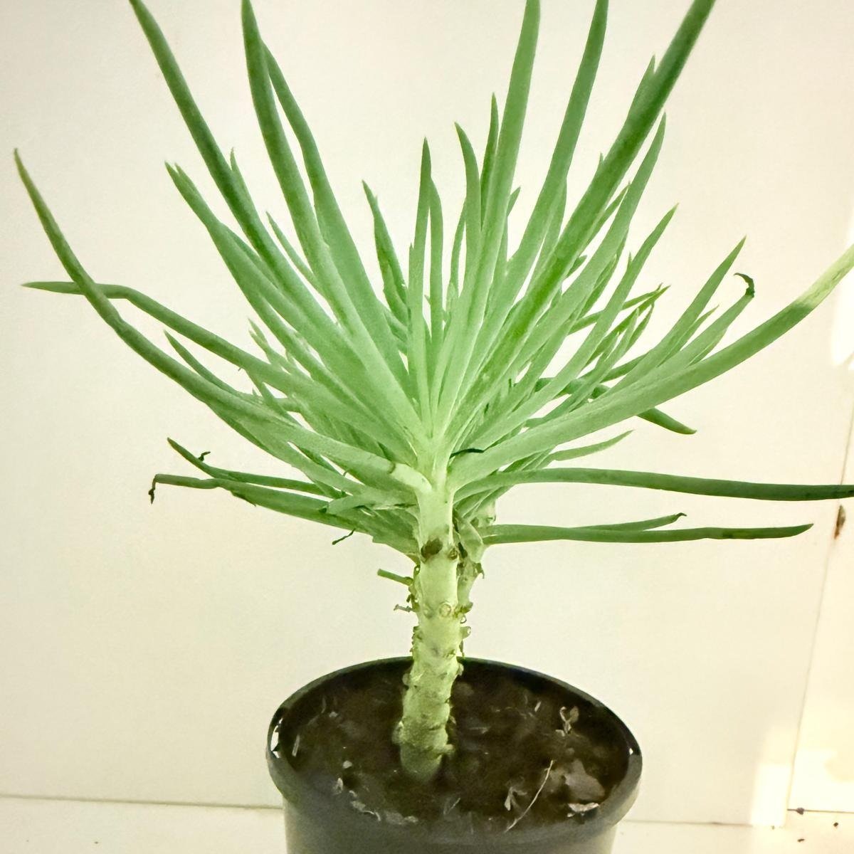 Mermaid Tail : Crested Senecio Talinoides - Narrow Leaf Chalk Stick #404