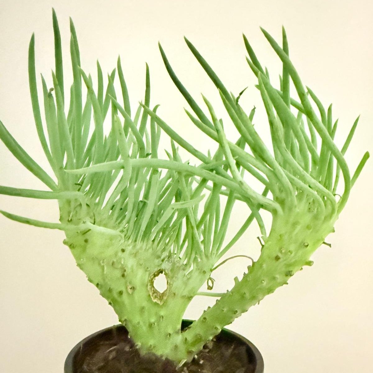 Mermaid Tail : Crested Senecio Talinoides - Narrow Leaf Chalk Stick #404