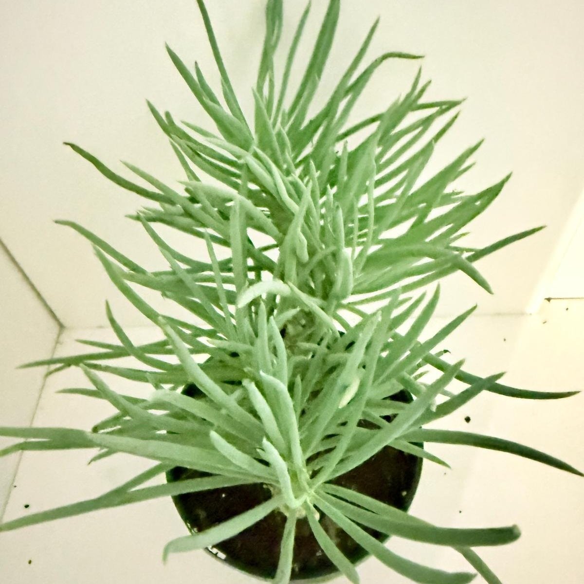Mermaid Tail : Crested Senecio Talinoides - Narrow Leaf Chalk Stick #402